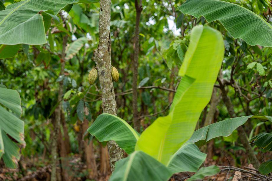 Cocoa & Forests Initiative activities