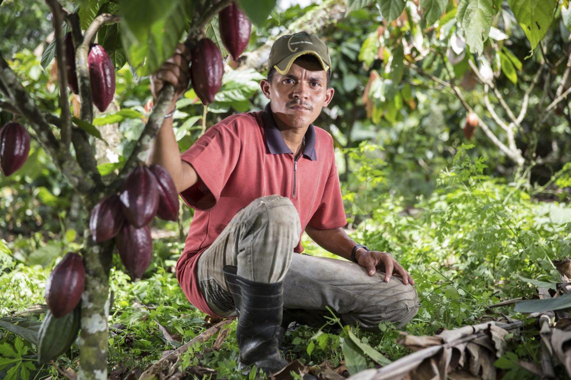 Boosting cocoa cultivation Brazil