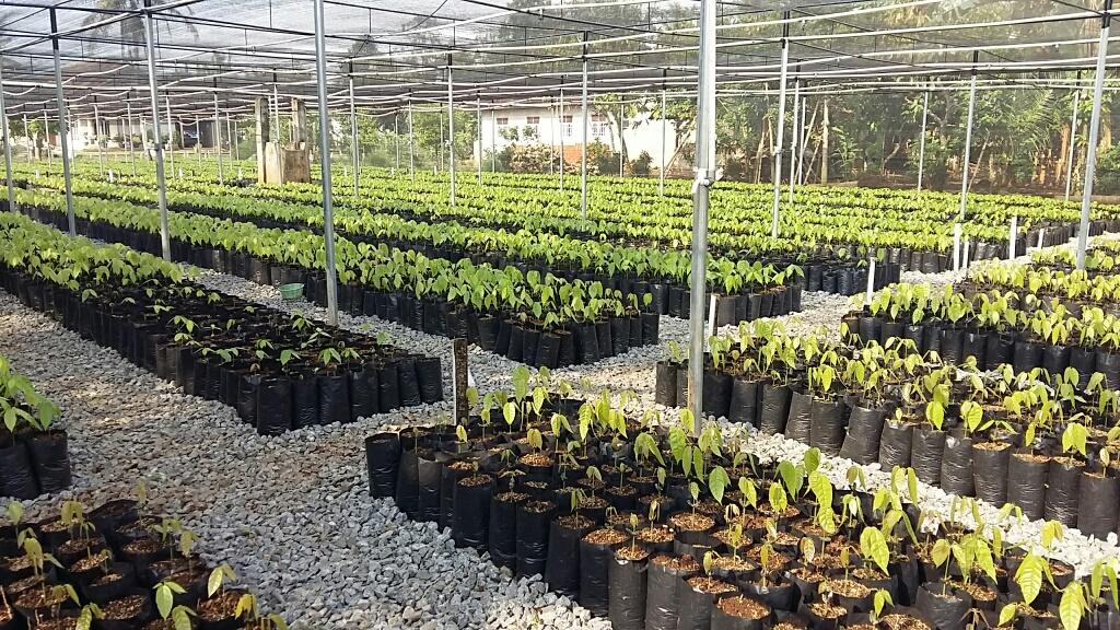 Cocoa nurseries program Indonesia