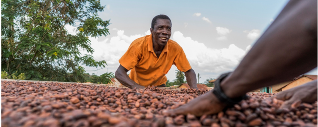 Barry Callebaut cocoa farmers drying cocoa beans