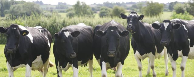Setting the benchmark for sustainable dairy production