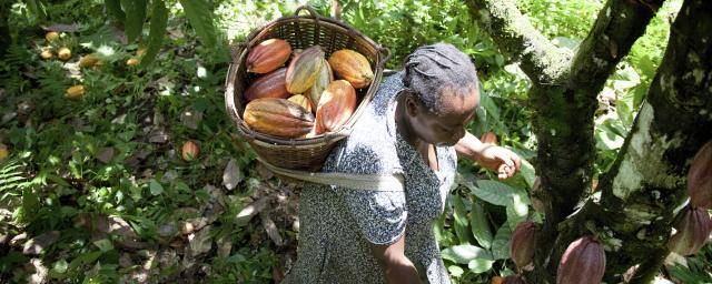 Female cocoa farmer in Cameroon