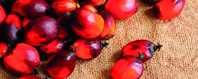 Palm oil kernels