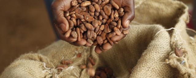 cocoa beans in hands