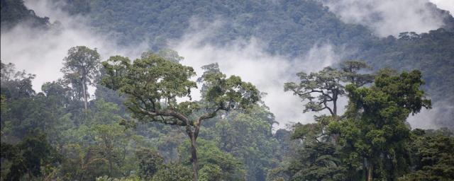 Rainforest in Cameroon - Barry Callebaut has committed to become forest and carbon positive by 2025
