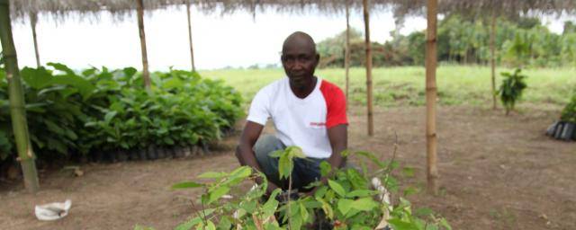 Cocoa farmer with seedlings