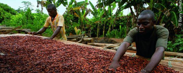 cocoa traceability