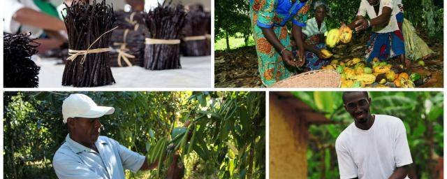 Barry Callebaut and Prova to launch joint project empowering vanilla farmers