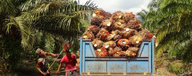 Palm oil production Barry Callebaut